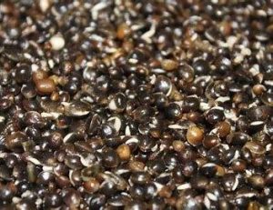 Hemp