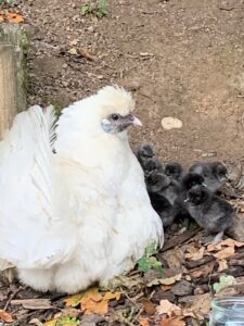 Scrappy and her chicks